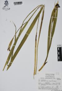Tigridia rzedowskiana image